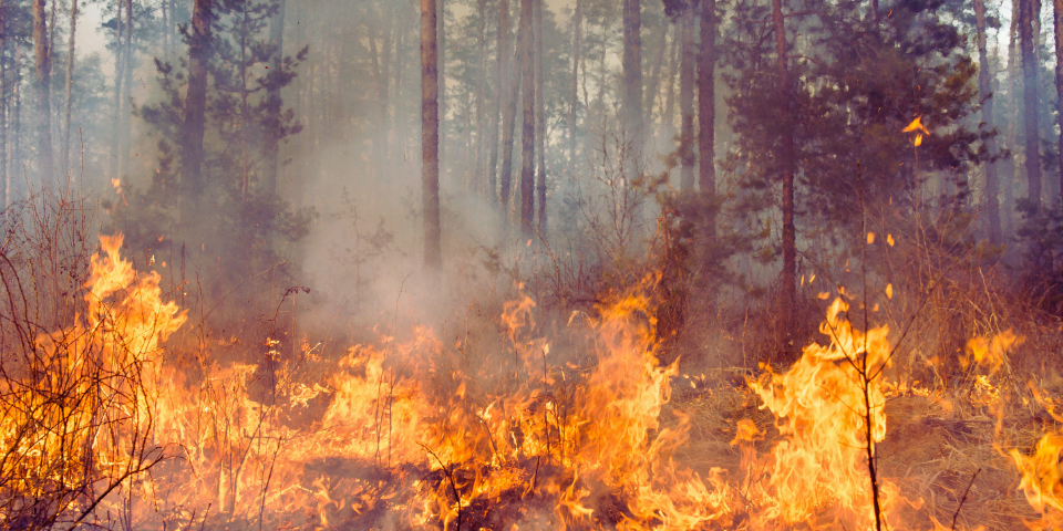 Defrișări pentru benzi de protecție antincendiu în Ploiești