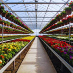 Defrișări pentru sere comerciale în Ploiești