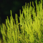 Defrișări anti-ambrozie pentru loturi construibile