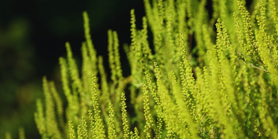 Defrișări anti-ambrozie pentru loturi construibile